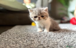 Exotic cats for sale: 4 beautiful exotic shorthair girls  - Image 11