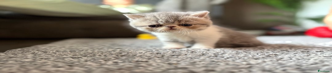 Exotic Kitten 4