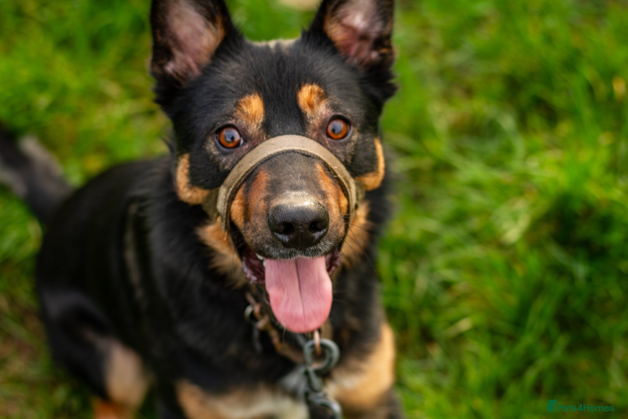 Mixed Breed dogs Jax (read description) - Advert 1