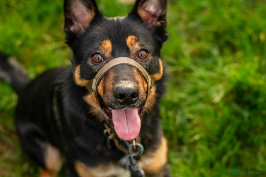 Mixed Breed dogs for sale: Jax (read description) - Advert 1