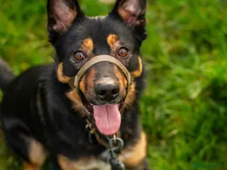 Mixed Breed dogs Jax (read description) - Advert 1