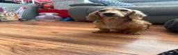 Miniature Dachshund dogs for sale: KC Miniature Long Haired Dachshund Cream Male in Warminster - Advert 3