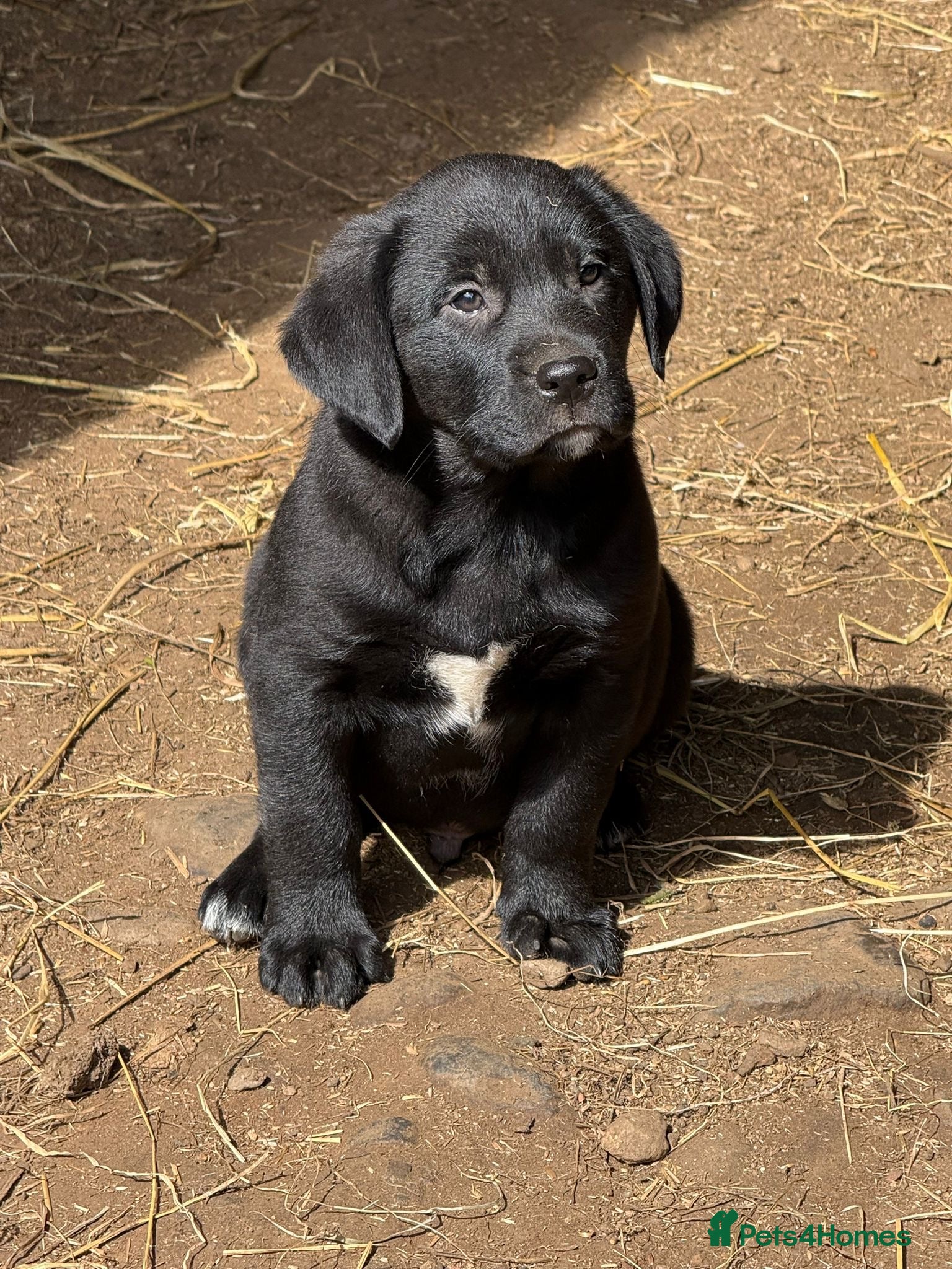 Borador dogs Labrador x collie pups - Advert 10