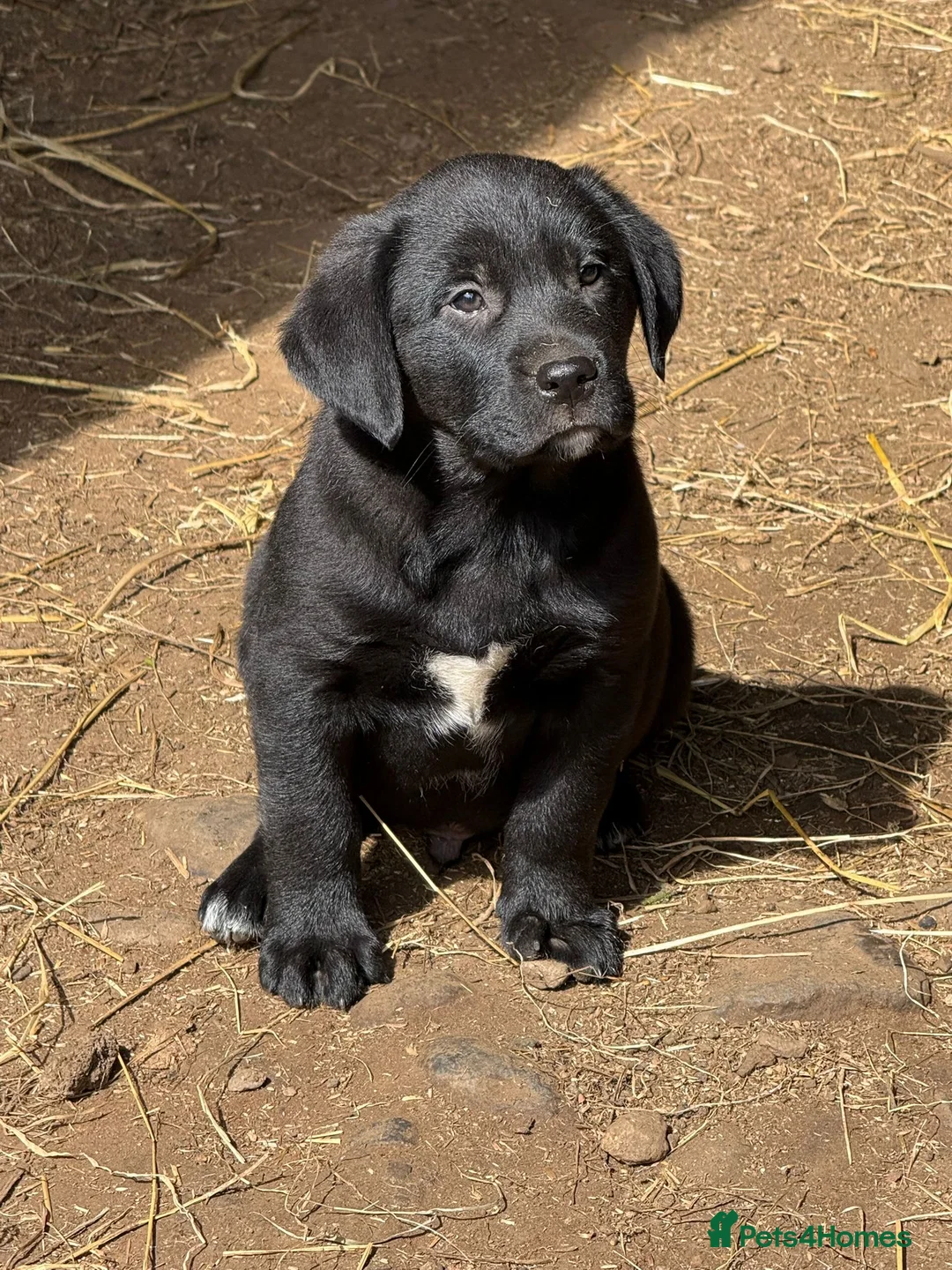 Borador dogs for sale: Labrador x collie pups in Darvel - Advert 1
