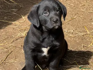 Borador dogs Labrador x collie pups - Advert 6