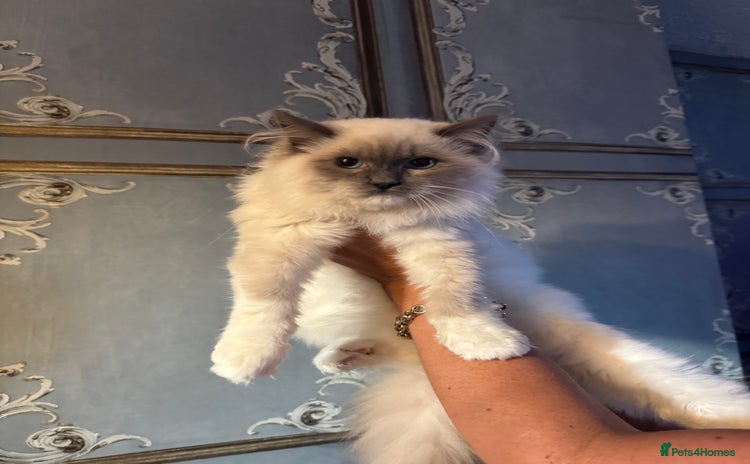 Ragdoll cats - Advert 2