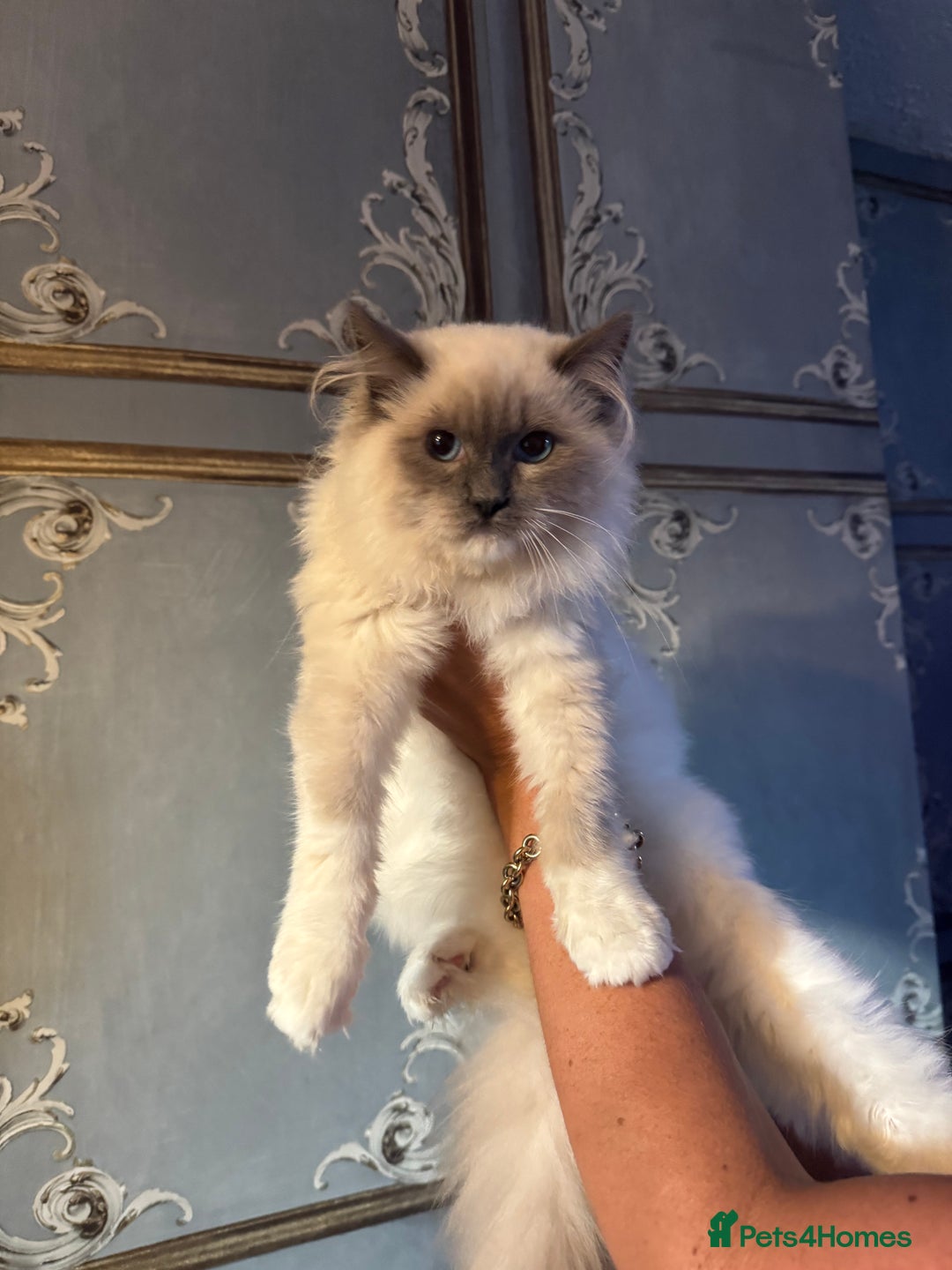 Ragdoll cats for sale: Ragdoll and Bengal  - Image 1