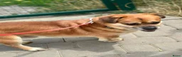 Mixed Breed dogs for adoption: 💙MAXIMILIAN💙: LOVES PEOPLE MORE THAN ANYTHING in Oxford - Advert 25