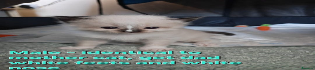Ragdoll Kitten 1