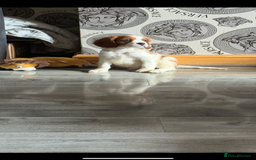 Cavalier King Charles Spaniel dogs for sale: Ready now Kennel club dna  clear cavalier puppies  - Image 11
