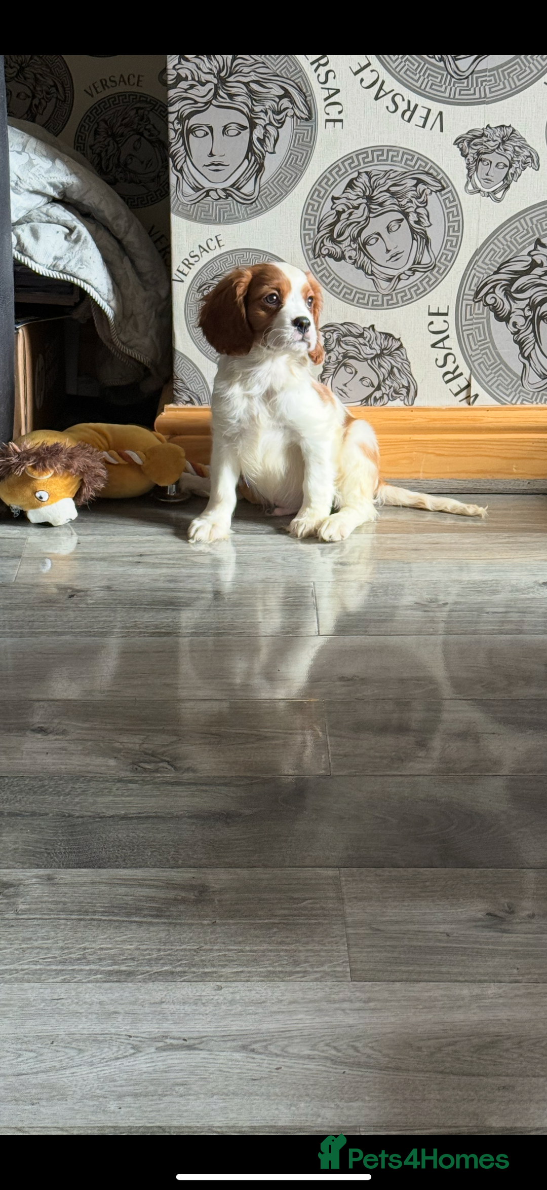 Cavalier King Charles Spaniel dogs for sale: Ready now Kennel club dna  clear cavalier puppies  - Image 11