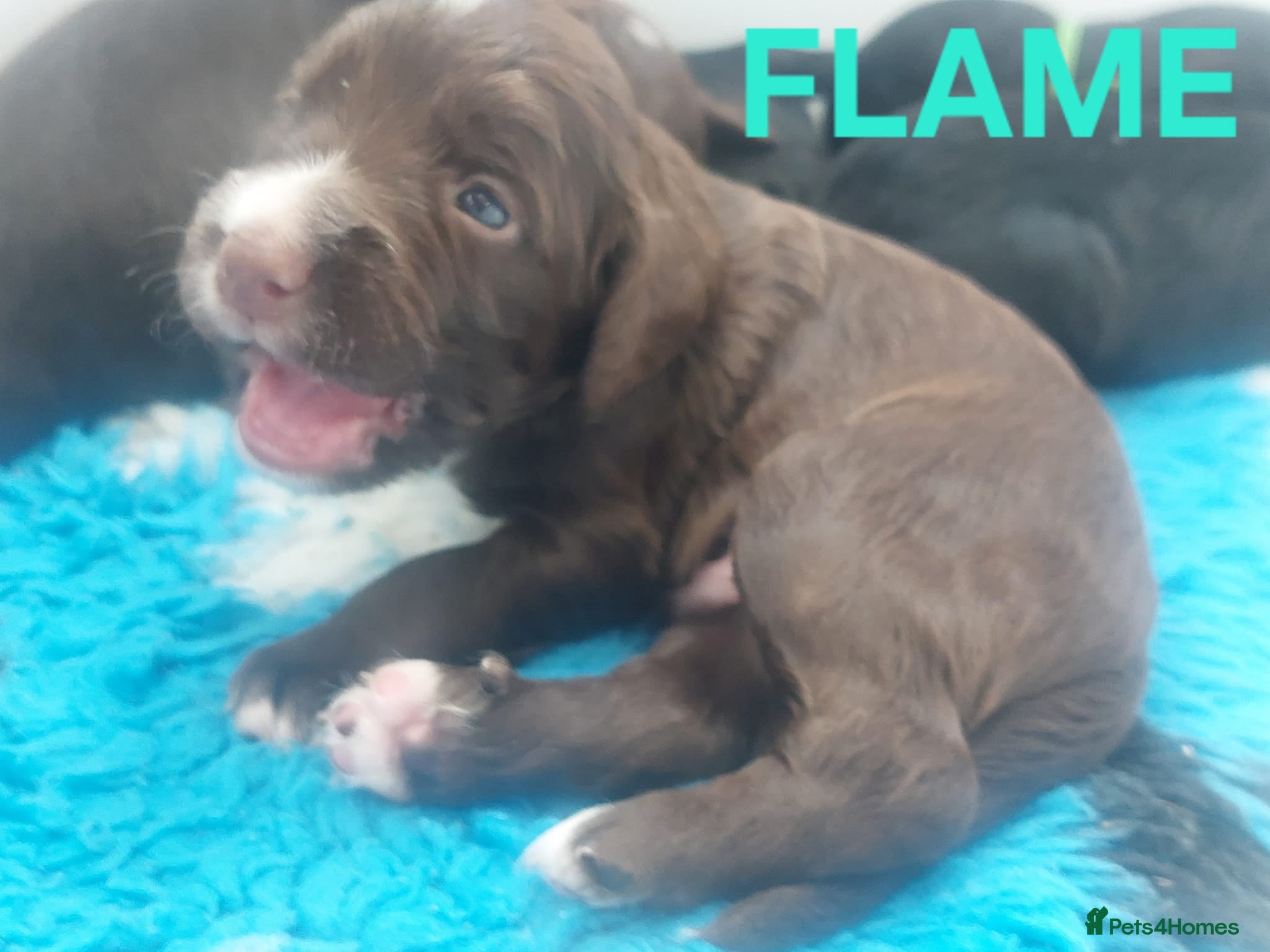 Sprocker Puppy 1