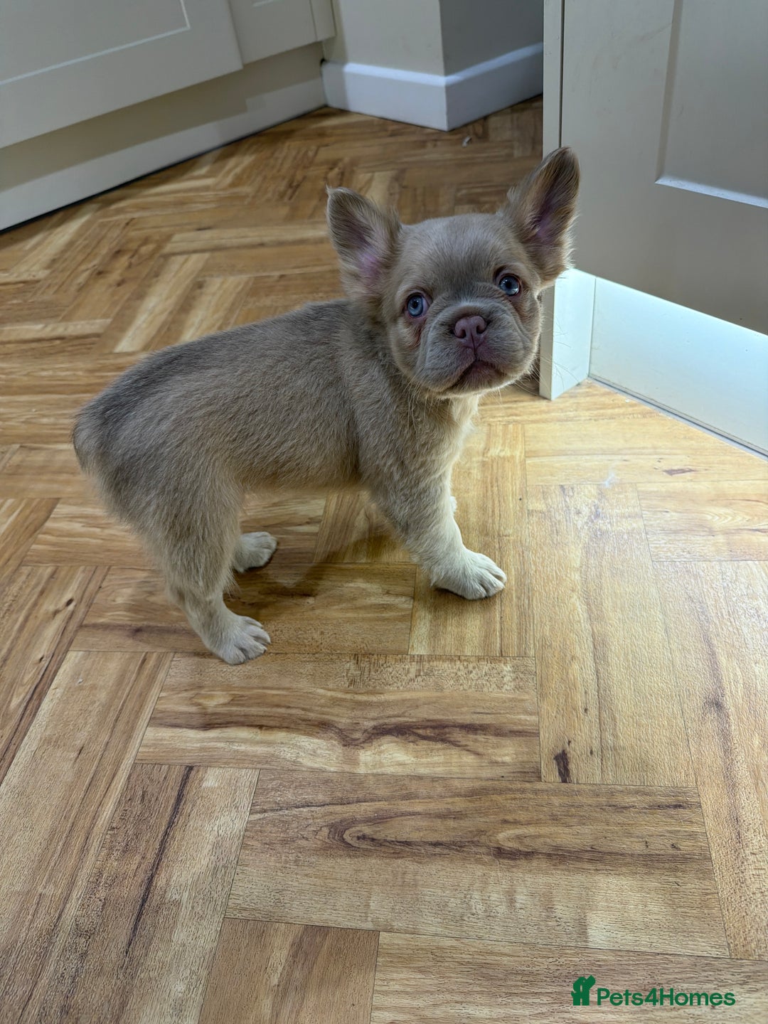 French Bulldog dogs for sale: Fluffy frenchbulldogs for sale  - Advert 14