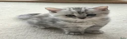 British Longhair cats for sale: Most Beautiful British Longhair Kittens - Advert 22