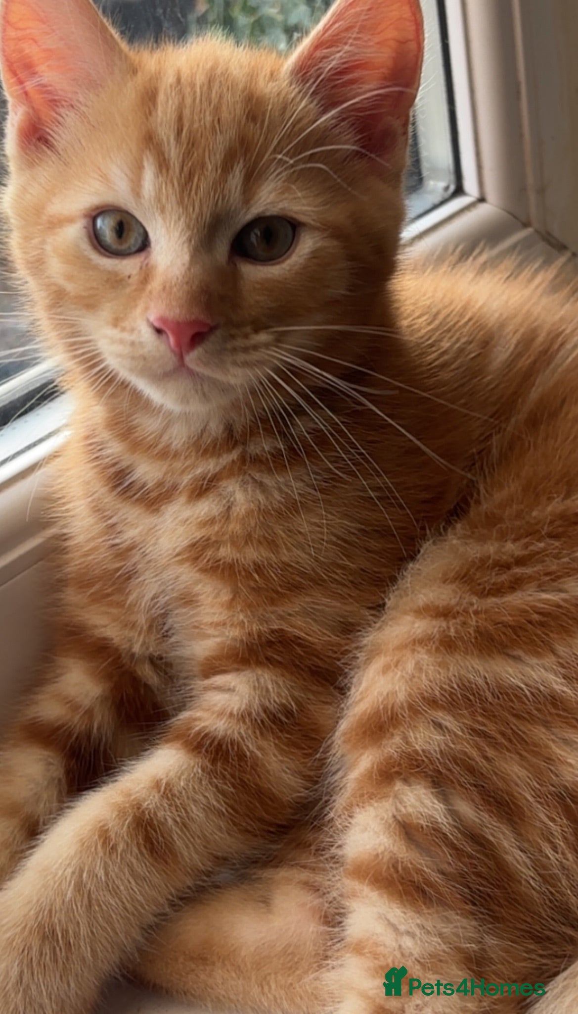 Domestic Shorthair cats Tabbies and Ginger Babies - READY TO LEAVE TODAY - Advert 1