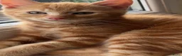 Domestic Shorthair cats for sale: Torbie and Tabby Babies - READY TO LEAVE TODAY - Advert 2