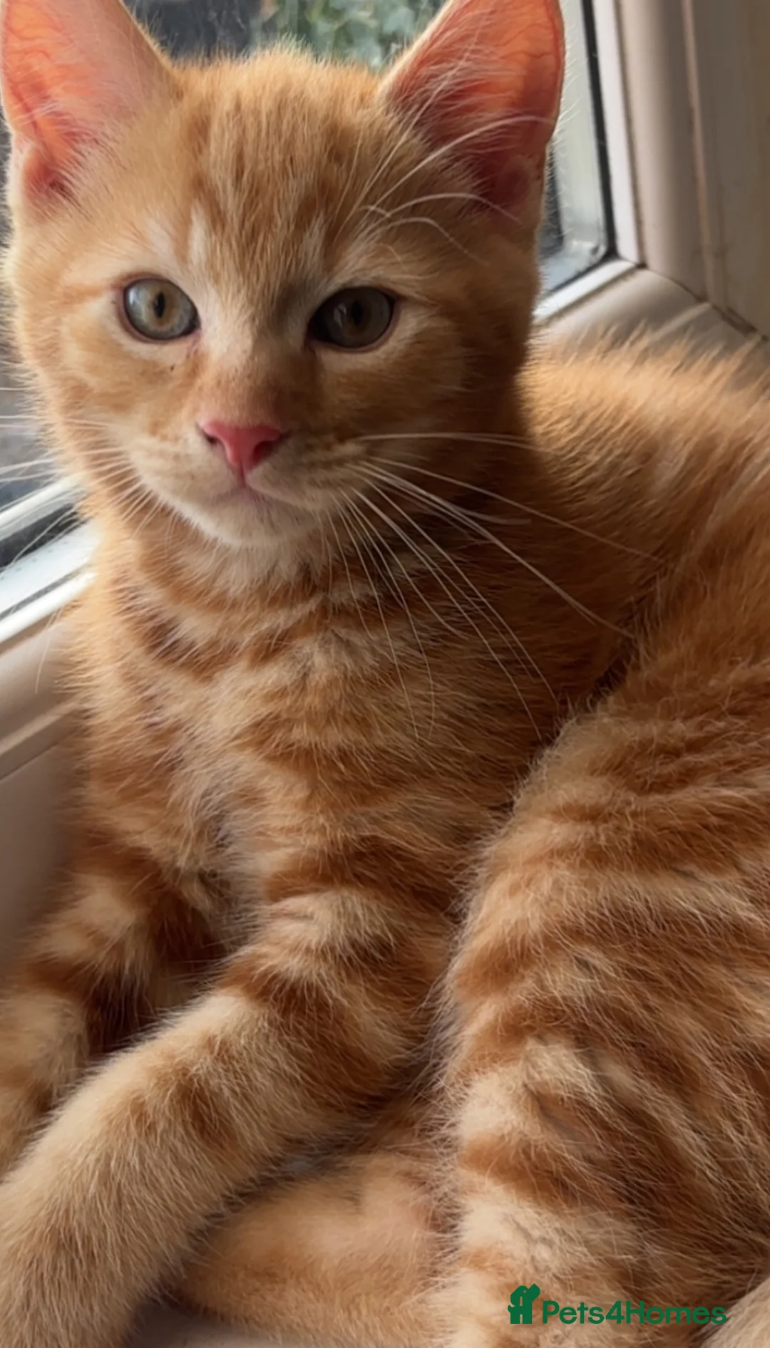Domestic Shorthair cats for sale: Torbie and Tabby Babies - READY TO LEAVE TODAY - Advert 2