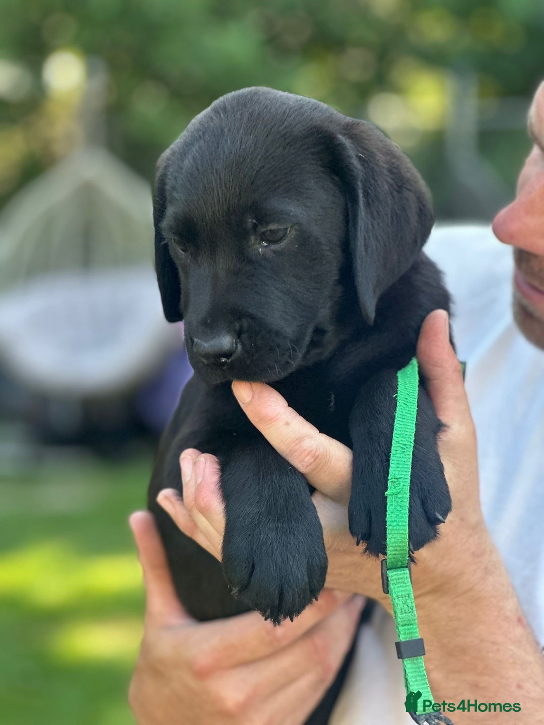 Labrador Retriever dogs for sale: Chunky show type Black Ladrador Puppies - Image 9
