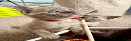 Bengal cats for sale: TICA registered Seal Solid Silver Mink Bengals - Advert 14