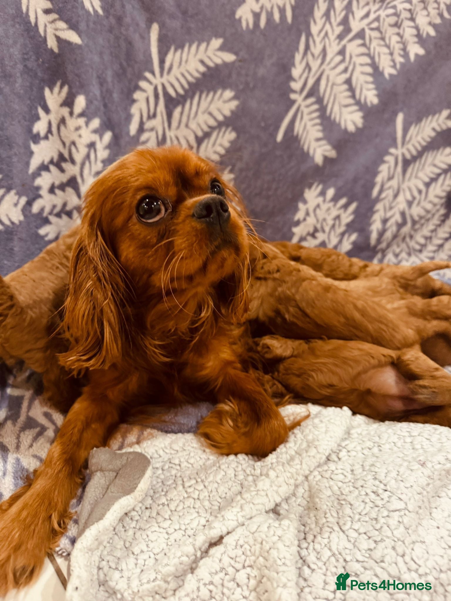 Cavapoo dogs A wonderful litter of 6 red teddy cavapoos  - Advert 1