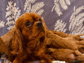 Cavapoo dogs A wonderful litter of 6 red teddy cavapoos - Advert 7