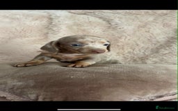 Dachshund dogs for sale: Kc reg miniature dachshund puppies - Image 4