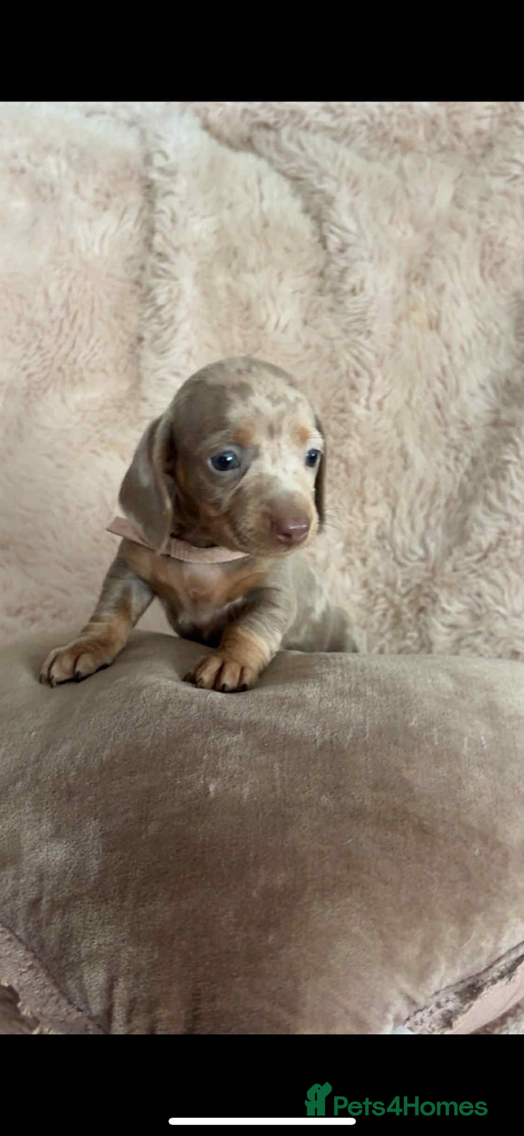 Dachshund dogs for sale: Kc reg miniature dachshund puppies - Image 4