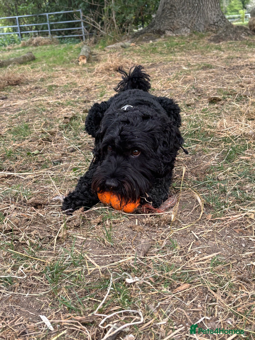 Cockapoo dogs for sale:    Leo - Advert 2