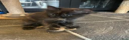 Mixed Breed cats for sale: Kittens for sale  - Advert 7