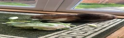 Mixed Breed rabbits for sale: Very friendly bunny in Brighton - Advert 6