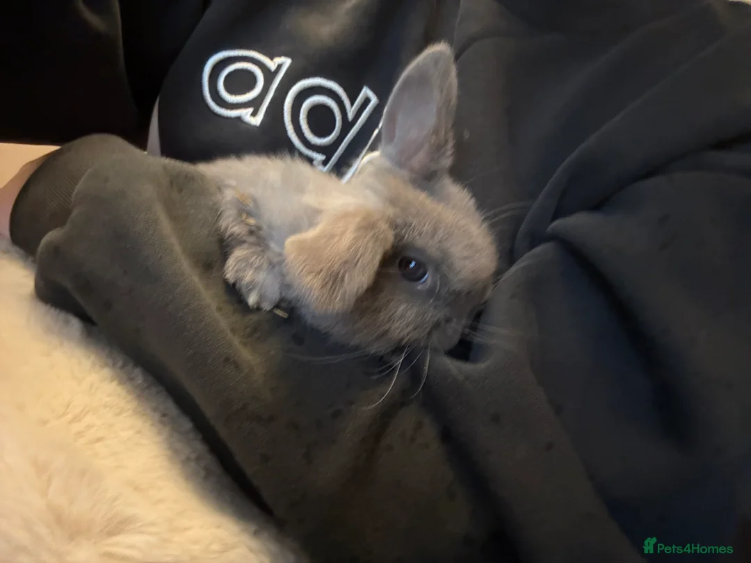 Mini Lop rabbits for sale: mini lop bunny  - Advert 3