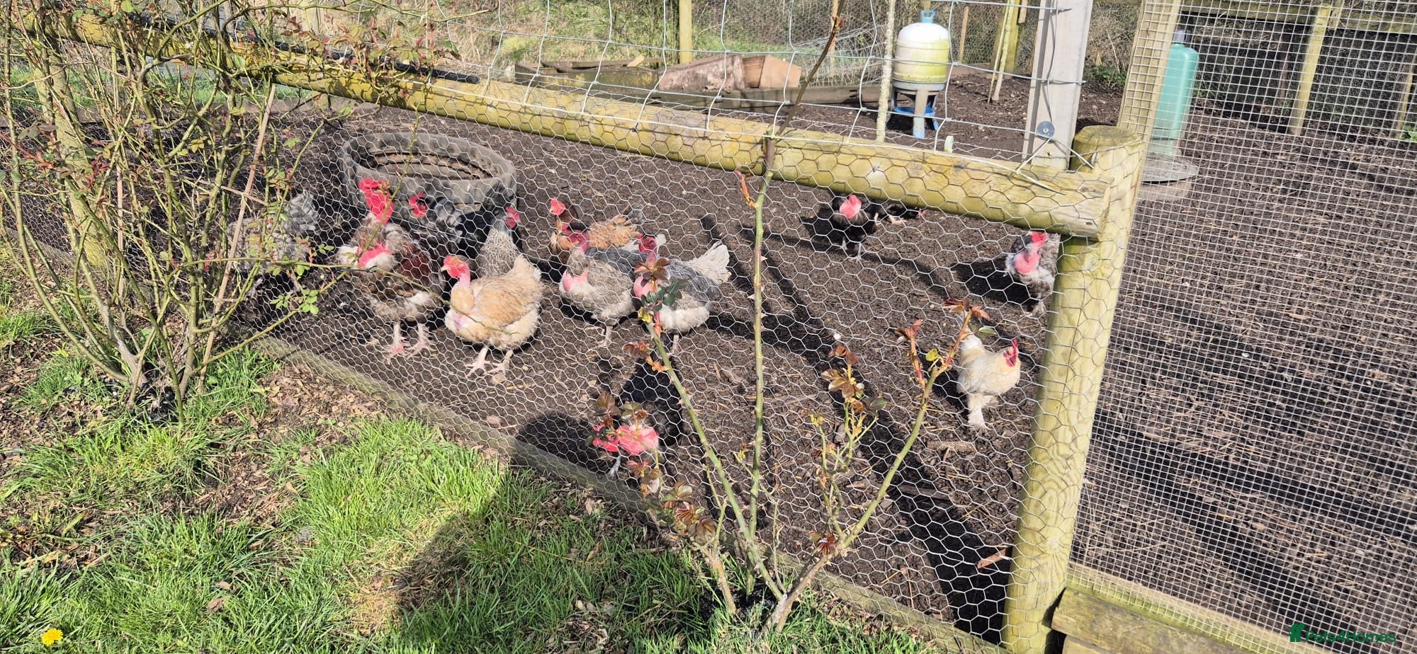 Chickens poultry Day old naked necks  - Advert 1