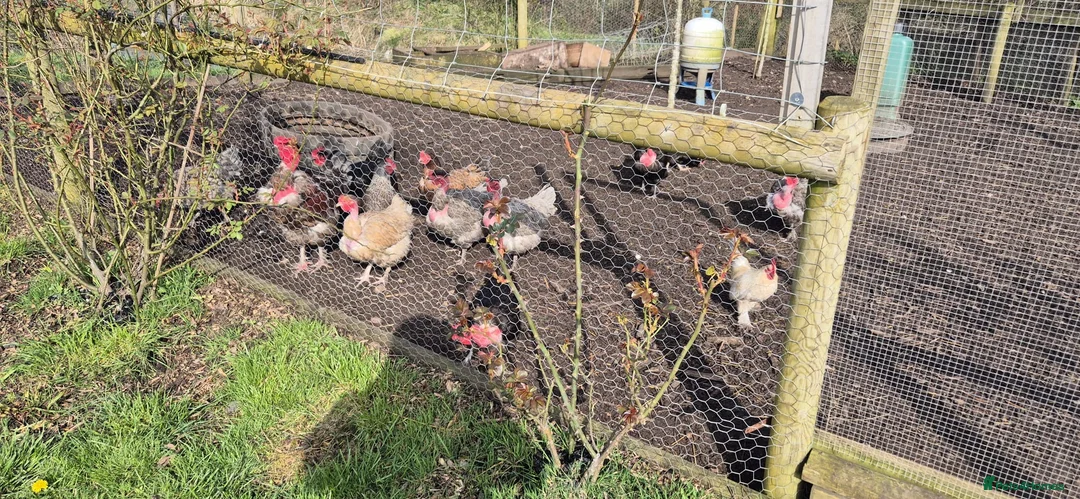 Chickens poultry for sale: Day old naked necks  in Alton - Advert 1