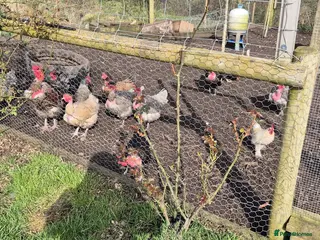 Chickens poultry Day old naked necks - Advert 1