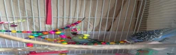 Budgerigars birds for sale: 2 mixed colour budgies for sale, with cage. in West Malling - Advert 5