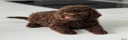 Poodle dogs for stud:  CHOCOLATE MERLE PHANTOM CARRYING PARTI in Todmorden - Advert 5