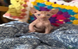 Sphynx cats for sale: Sphynx kittens full of love to give - Image 2