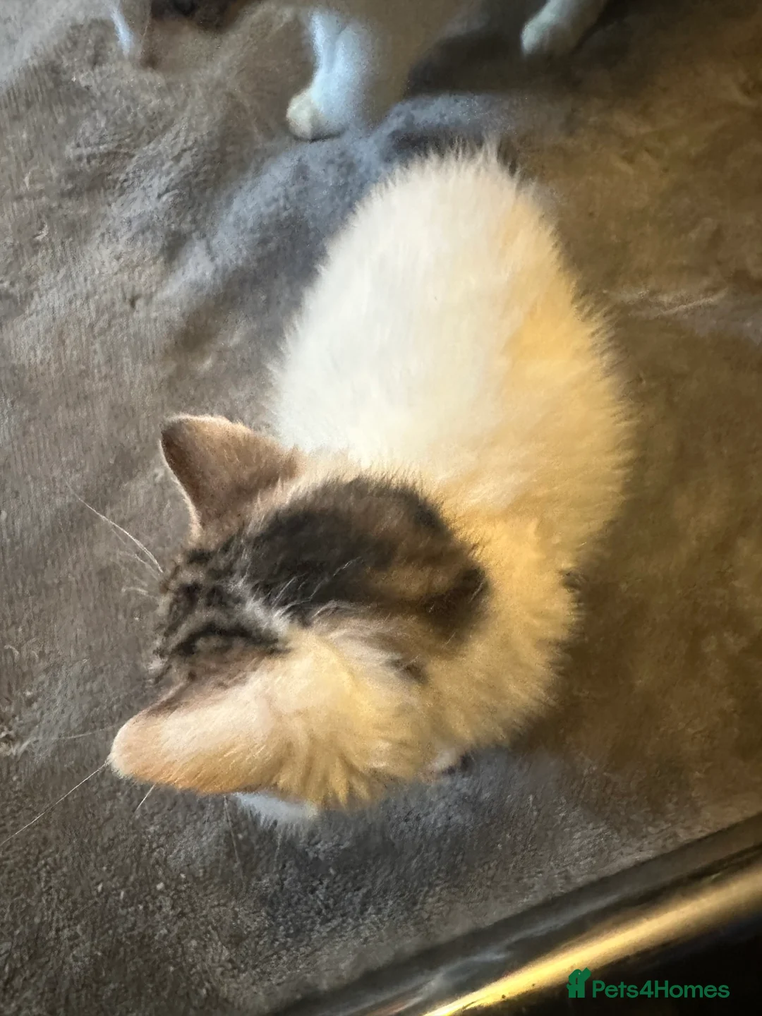 Mixed Breed cats for sale: Playful kitten ready to find a home (9 weeks) - Advert 12