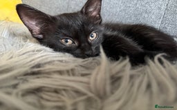 Domestic Shorthair cats for sale: two adorable black kittens ready for collection - Image 3