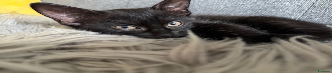 Domestic Shorthair Kitten 2