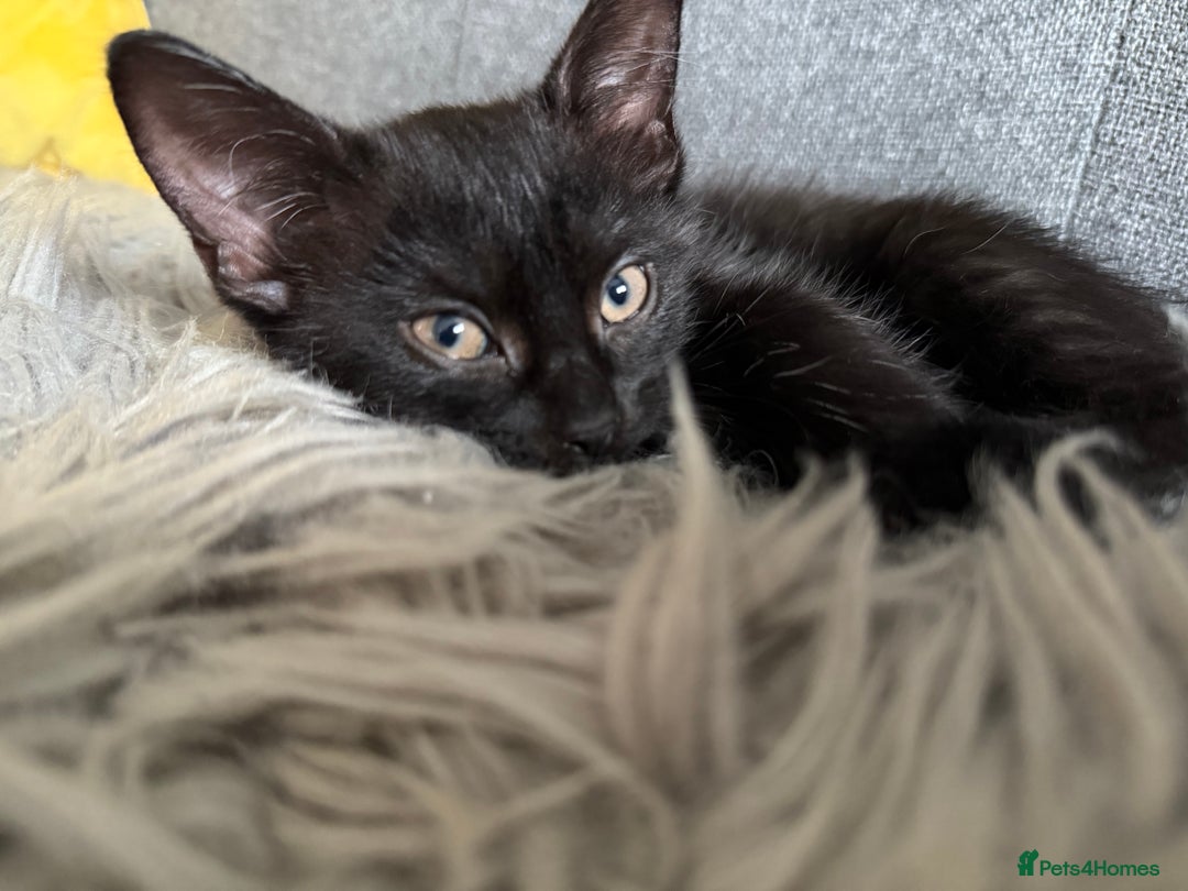 Domestic Shorthair cats for sale: two adorable black kittens ready for collection - Image 3