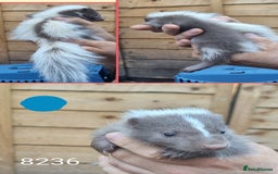 Mixed Breed rodents for sale: Beautiful Skunks for sale  - Image 8
