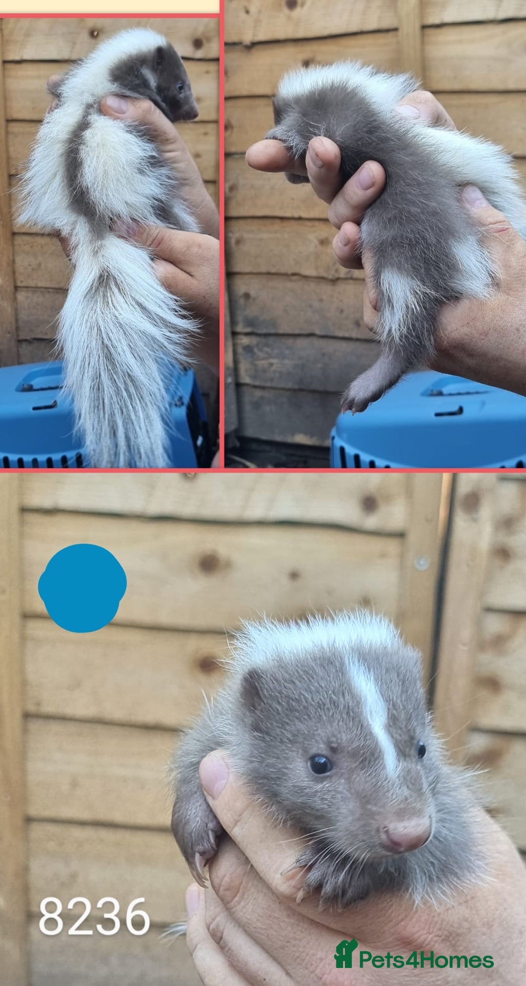 Mixed Breed rodents for sale: Beautiful Skunks for sale  - Image 8
