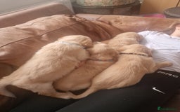 Golden Retriever dogs for sale: 🦮 two beautiful boys available  ❤️❤️ in Aberystwyth - Image 27