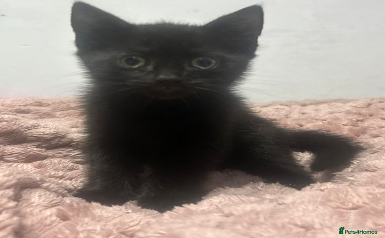 Mixed Breed cats - Advert 4