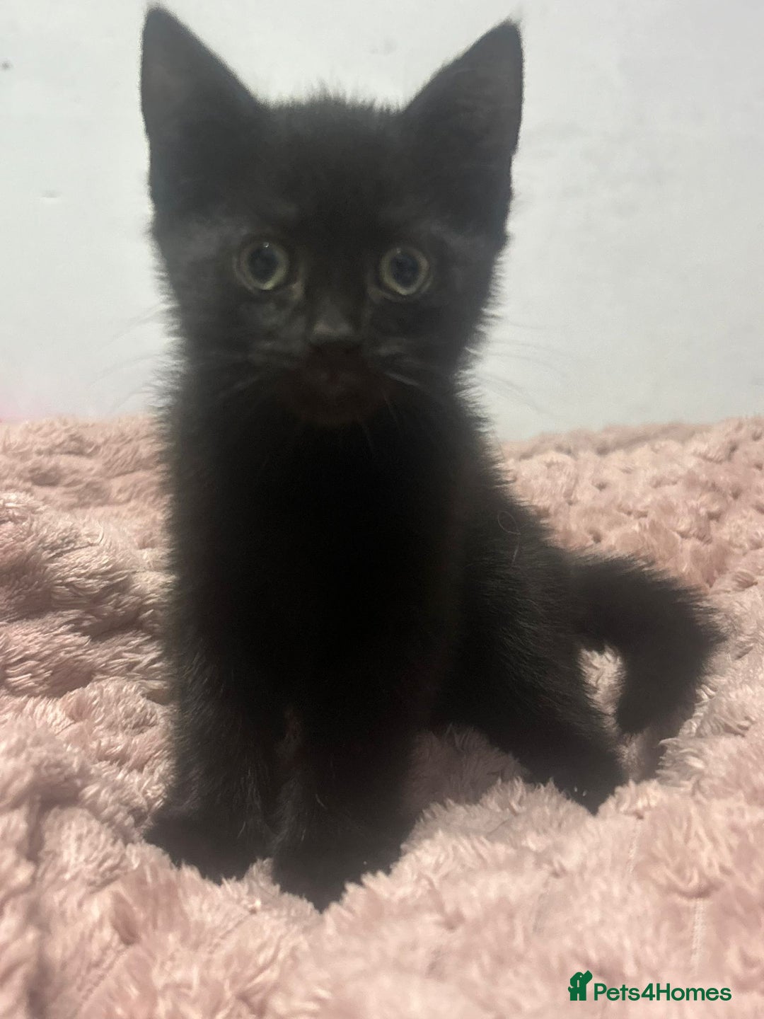 Mixed Breed cats for sale: 1 male kitten left  - Image 1