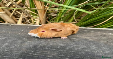 Guinea Pig rodents - Advert 9