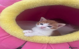 Mixed Breed cats for sale: Sweet Little Kittens Ready Soon - Advert 9