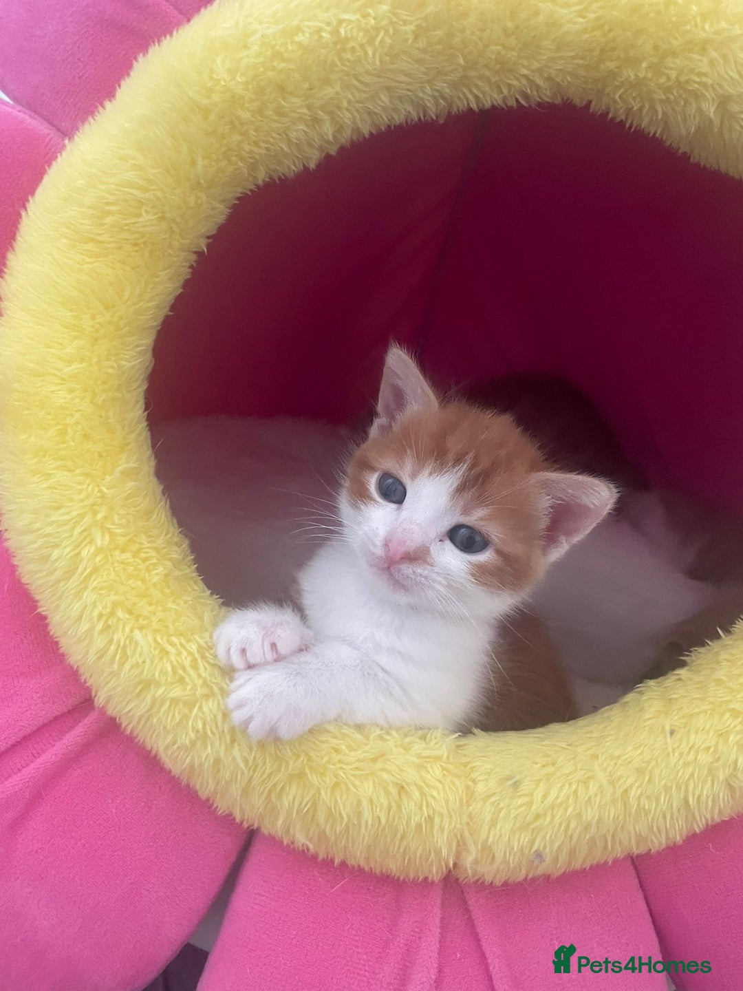 Mixed Breed cats for sale: Sweet Little Kittens Ready Soon - Advert 9