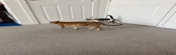 Bengal cats for sale: Bengal mum and British crossbreed dad - Advert 4